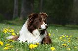 BORDER COLLIE 894